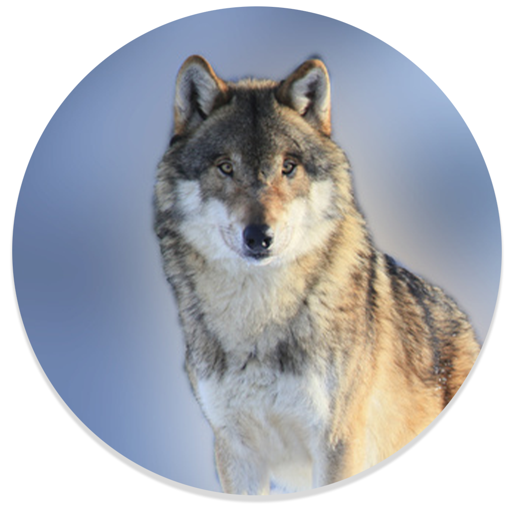 Nahaufnahme eines Wolfs - Titelbild des schamanischen Online-Kurs "Krafttiere und Verbündete der Schamanen" bei Gaia Spirit
