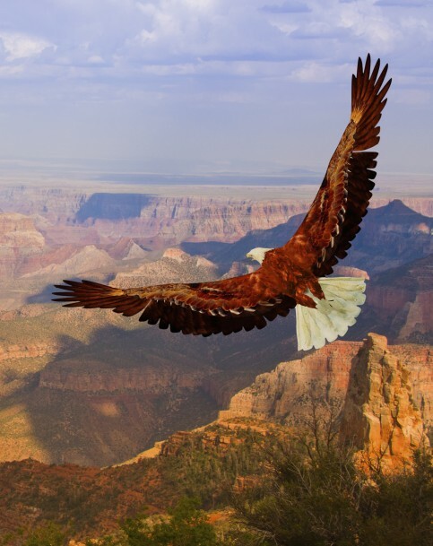 Krafttier Adler über dem Gran Canyon - Titelbild des Seminars "Die Krafttiere und Verbündete der Schamanen" der schamanischen Ausbildung "Drums of Mother Earth" 